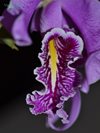 Cattleya maxima Hochland (Asendorfer )